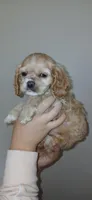 Sm buff male , a male Cocker Spaniel and Cavalier King Charles Spaniel for sale in Winchester, KY – Photo 2 of 3