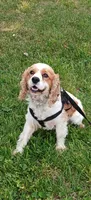 Buff male 2, a male Cocker Spaniel and Cavalier King Charles Spaniel for sale in Winchester, KY – Photo 5 of 5