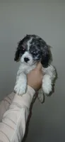 Gray/white merle , a female Cocker Spaniel and Cavalier King Charles Spaniel for sale in Winchester, KY – Photo 3 of 4