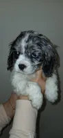 Gray/white merle , a female Cocker Spaniel and Cavalier King Charles Spaniel for sale in Winchester, KY – Photo 2 of 4