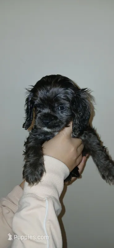 Black merle  – Cocker Spaniel, Cavalier King Charles Spaniel puppy for sale in Winchester, KY