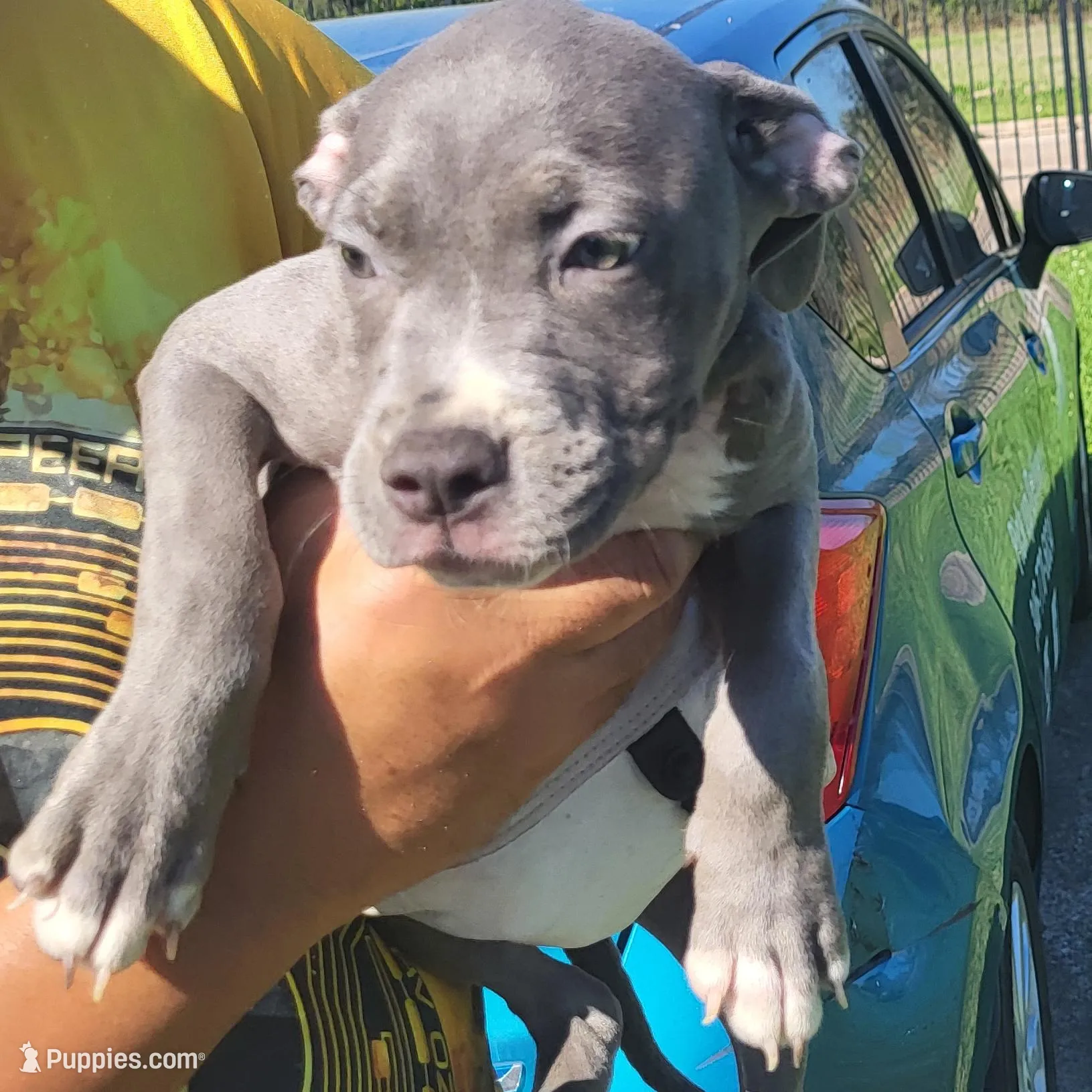 Blue with white spot - 1 – American Staffordshire Terrier puppy for sale in Houston, TX