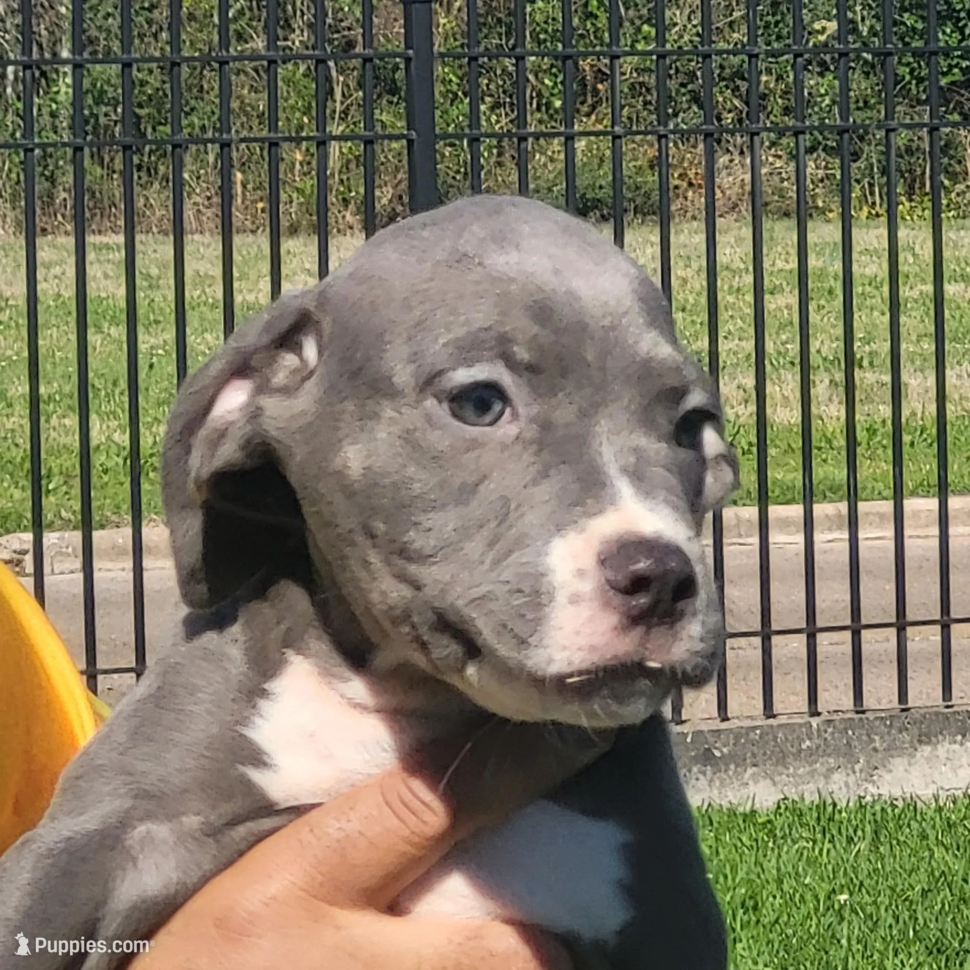 Blue with white spot - 1, a female American Staffordshire Terrier for sale in Houston, TX – Photo 2 of 2