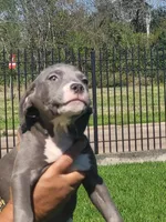 Blue with white spot - 2, a female American Staffordshire Terrier for sale in Houston, TX – Photo 2 of 2