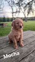 Mocha, a female Golden Retriever for sale in Canandaigua, NY – 2 of 2