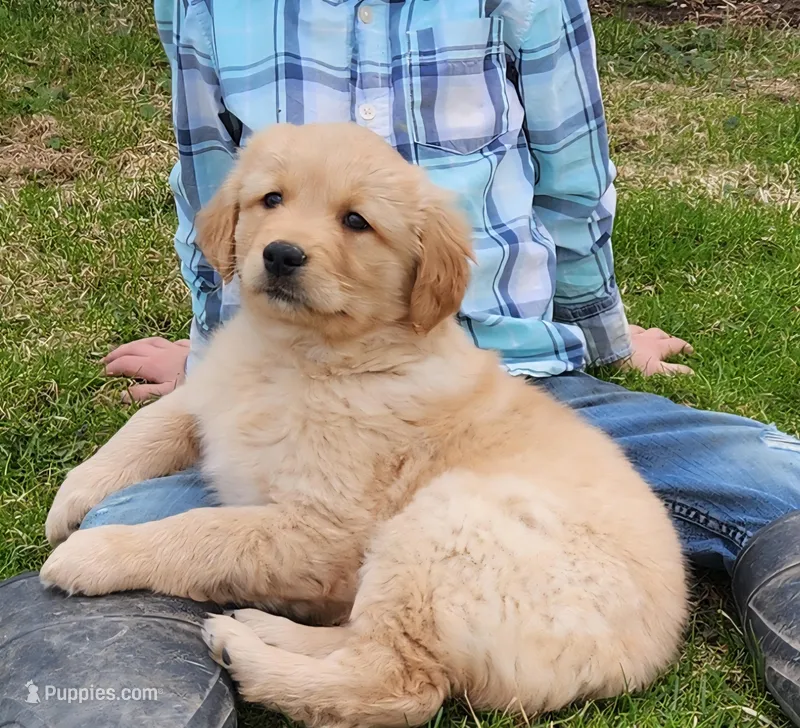 Jasper – Golden Retriever puppy for sale in Canandaigua, NY