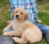 Jasper, a male Golden Retriever for sale in Canandaigua, NY – Photo 1 of 3