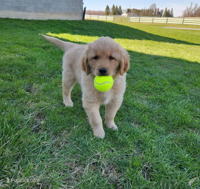Jasper – Golden Retriever puppy for sale in Canandaigua, NY