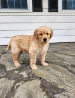 Jasper, a male Golden Retriever for sale in Canandaigua, NY – Photo 3 of 3