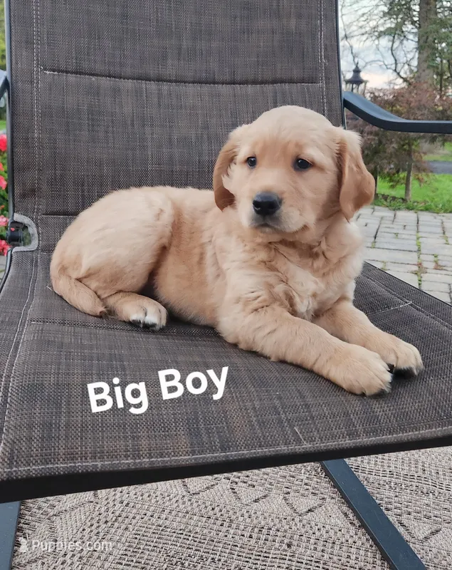 Big Boy – Golden Retriever puppy for sale in Canandaigua, NY