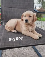 Big Boy, a male Golden Retriever for sale in Canandaigua, NY – 1 of 2