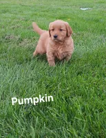 Pumpkin, a female Golden Retriever for sale in Canandaigua, NY – 2 of 2