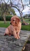 Sage, a female Golden Retriever for sale in Canandaigua, NY – 2 of 2