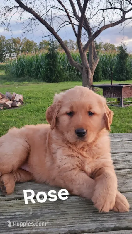 Rose – Golden Retriever puppy for sale in Canandaigua, NY