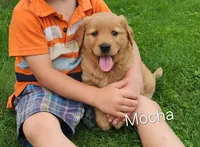 Mocha, a female Golden Retriever for sale in Canandaigua, NY – 1 of 2