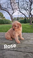 Rose, a female Golden Retriever for sale in Canandaigua, NY – 2 of 2
