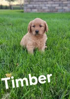 Timber, a male Golden Retriever for sale in Canandaigua, NY – 2 of 2
