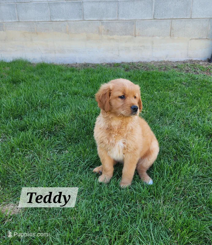 Teddy – Golden Retriever puppy for sale in Canandaigua, NY