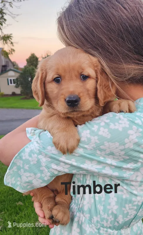 Timber – Golden Retriever puppy for sale in Canandaigua, NY