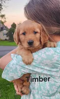 Timber, a male Golden Retriever for sale in Canandaigua, NY – 1 of 2