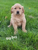 Big Boy, a male Golden Retriever for sale in Canandaigua, NY – 2 of 2