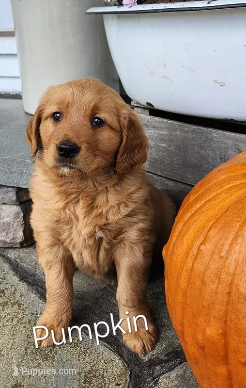 Pumpkin – Golden Retriever puppy for sale in Canandaigua, NY