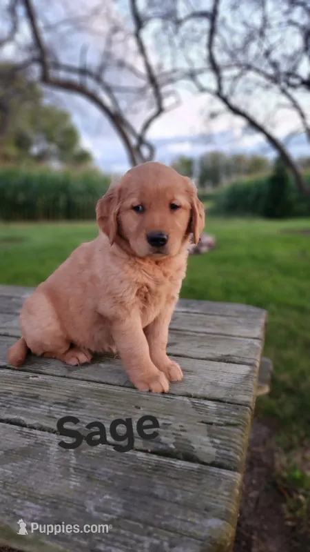 Sage – Golden Retriever puppy for sale in Canandaigua, NY