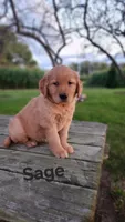 Sage, a female Golden Retriever for sale in Canandaigua, NY – 1 of 2