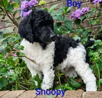 Standard Poodle, a male Poodle - Standard  for sale in Mocksville, NC – 3 of 6