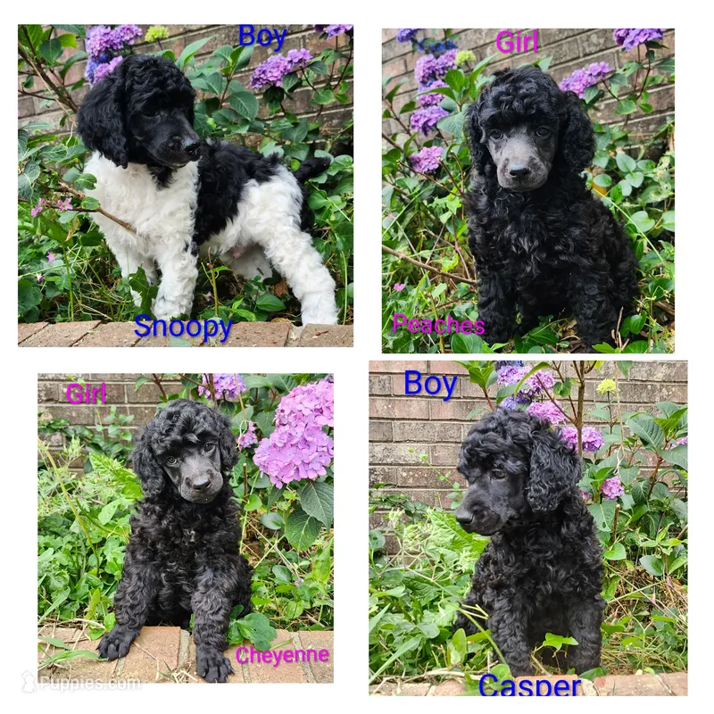 Standard Poodles – Poodle - Standard  puppy for sale in Mocksville, NC