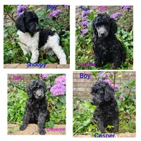 Standard Poodle, a male Poodle - Standard  for sale in Mocksville, NC – 1 of 6