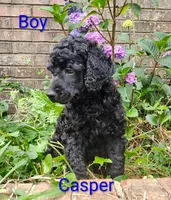 Standard Poodle, a male Poodle - Standard  for sale in Mocksville, NC – 4 of 6