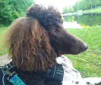Standard Poodle, a male Poodle - Standard  for sale in Mocksville, NC – 5 of 6