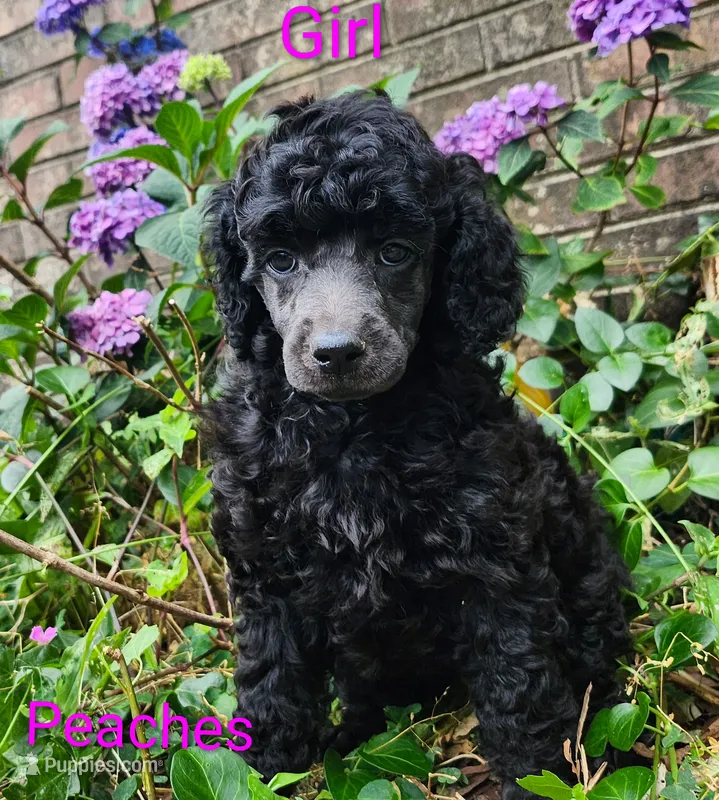 Standard Poodle – Poodle - Standard  puppy for sale in Mocksville, NC