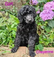 Standard Poodle, a male Poodle - Standard  for sale in Mocksville, NC – 6 of 6