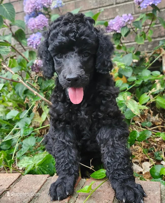 Standard Poodle – Poodle - Standard  puppy for sale in Mocksville, NC