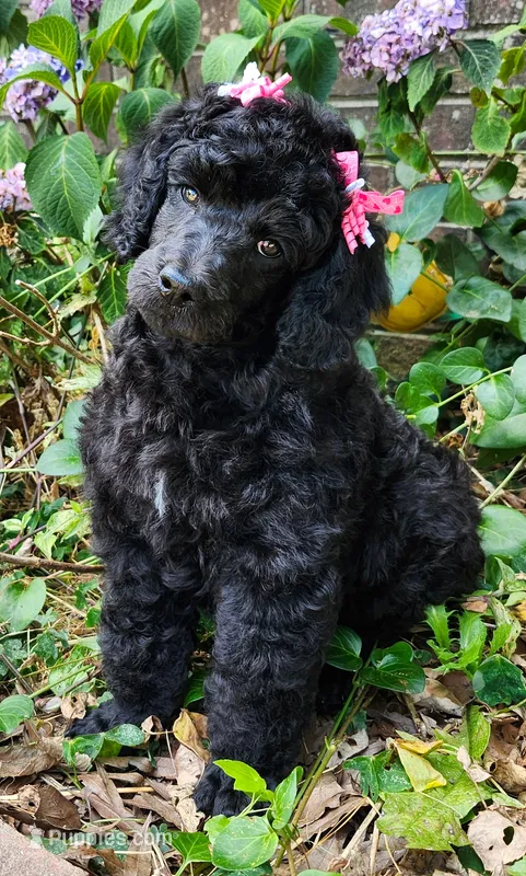 Standard Poodle – Poodle - Standard  puppy for sale in Mocksville, NC