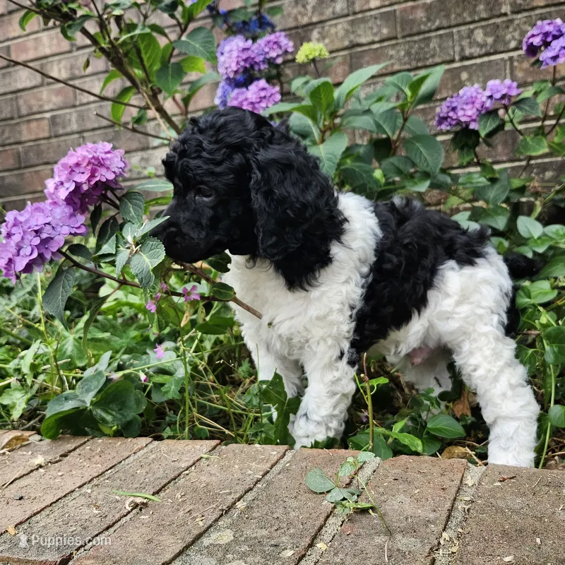 Standard Poodles – Poodle - Standard  puppy for sale in Mocksville, NC