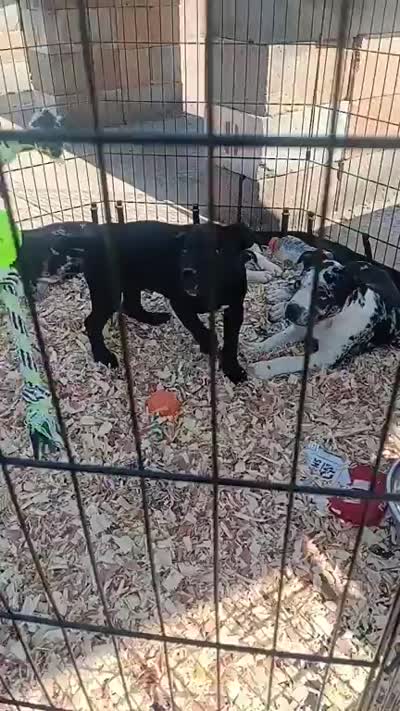 Black betty, a female American Bully for sale in Greenwood, SC – 3 of 3