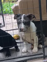 Big boy, a male American Bully for sale in Greenwood, SC – 2 of 3