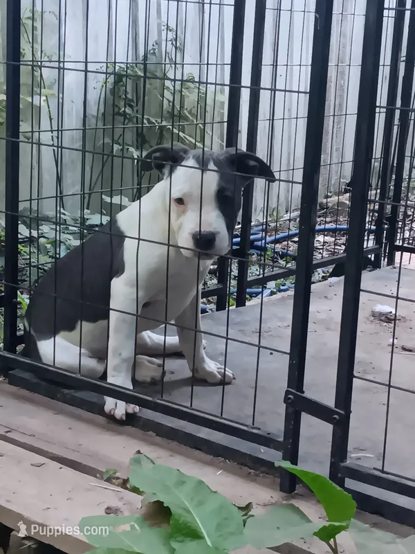 Babygirl – American Bully puppy for sale in Greenwood, SC