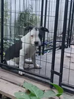 Babygirl, a female American Bully for sale in Greenwood, SC – 1 of 2