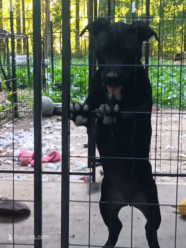 Black betty – American Bully puppy for sale in Greenwood, SC