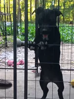 Black betty, a female American Bully for sale in Greenwood, SC – 1 of 3