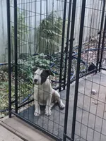 Babygirl, a female American Bully for sale in Greenwood, SC – 2 of 2