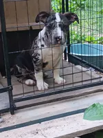 Big boy, a male American Bully for sale in Greenwood, SC – 3 of 3