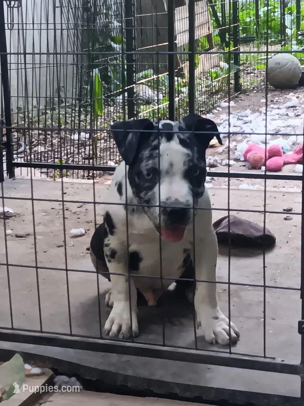 Blue eyes – American Bully puppy for sale in Greenwood, SC