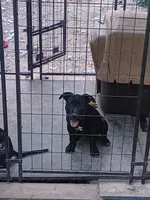 Black betty, a female American Bully for sale in Greenwood, SC – 2 of 3