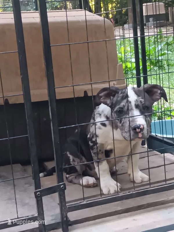 Big boy – American Bully puppy for sale in Greenwood, SC