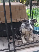 Big boy, a male American Bully for sale in Greenwood, SC – 1 of 3